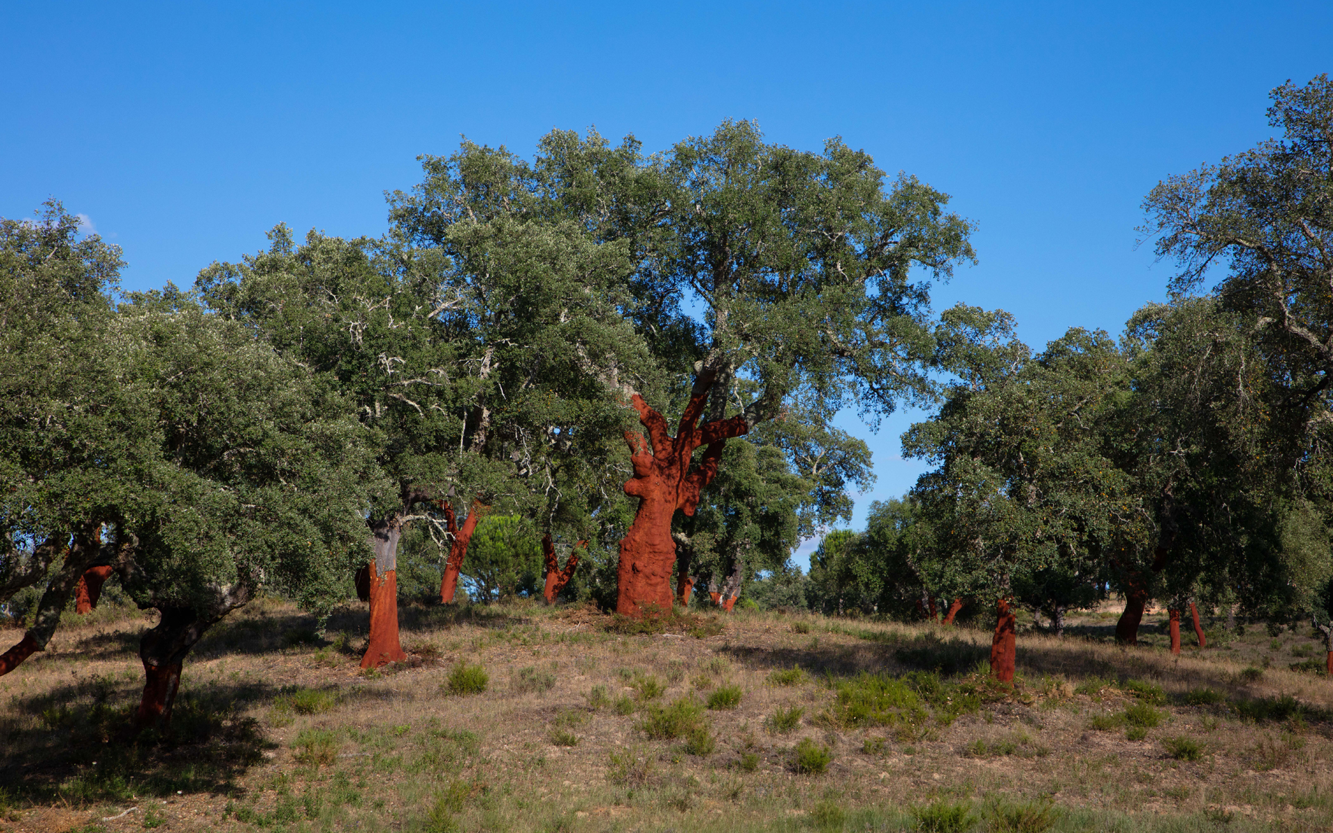 Forests For All Forever