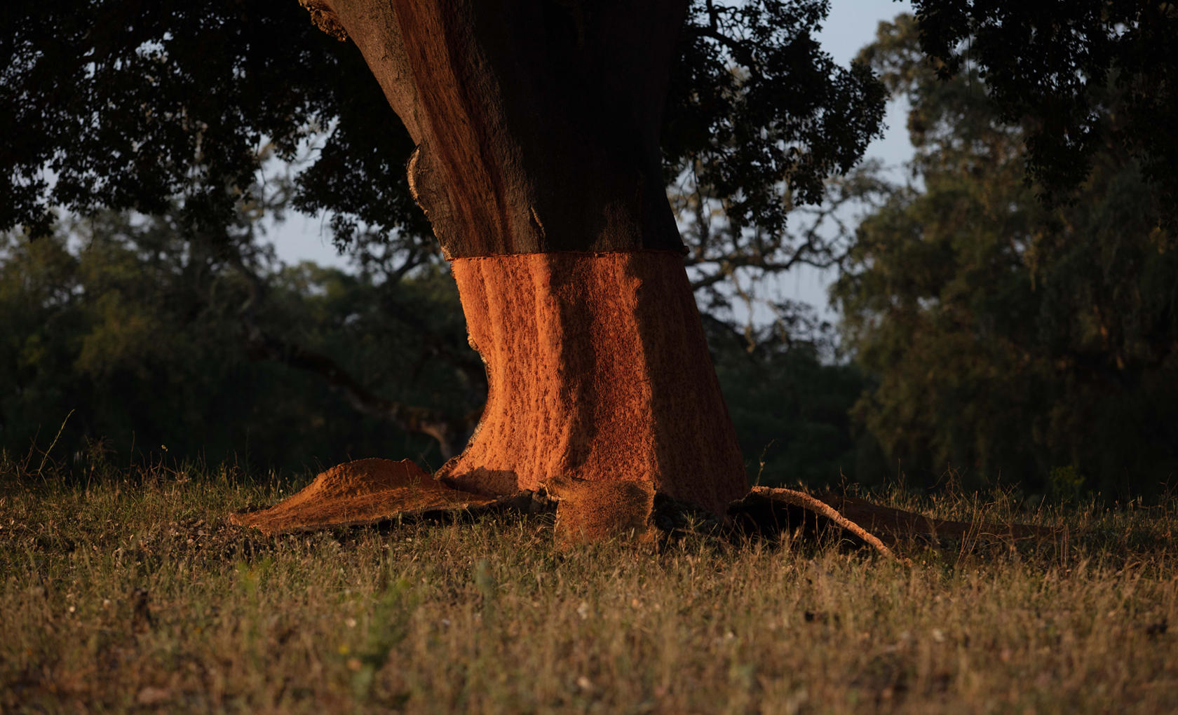 Forests For All Forever